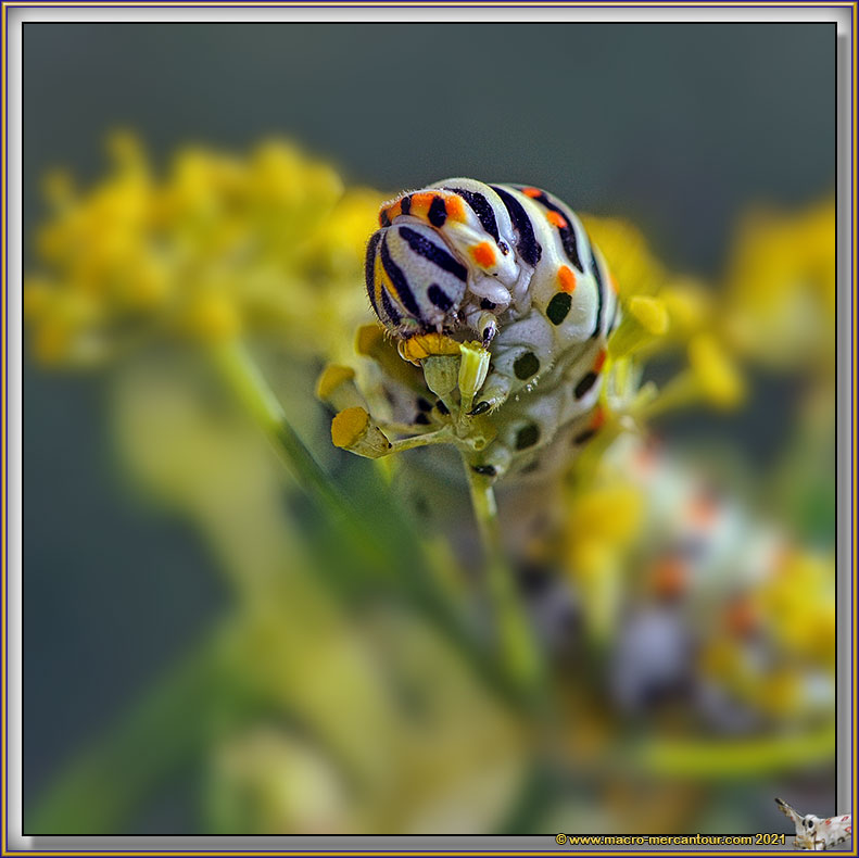 Chenille du Machaon